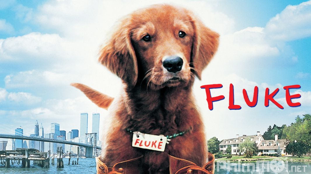Chú Chó Fluke - Fluke